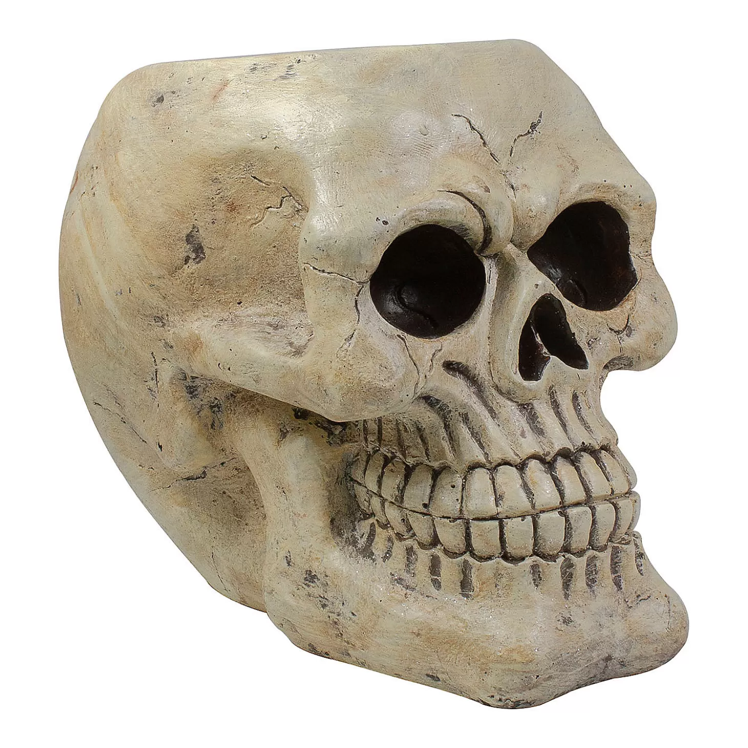 Store 11" Ivory And Black Halloween Skull Tabletop Decoration Skulls & Skeletons