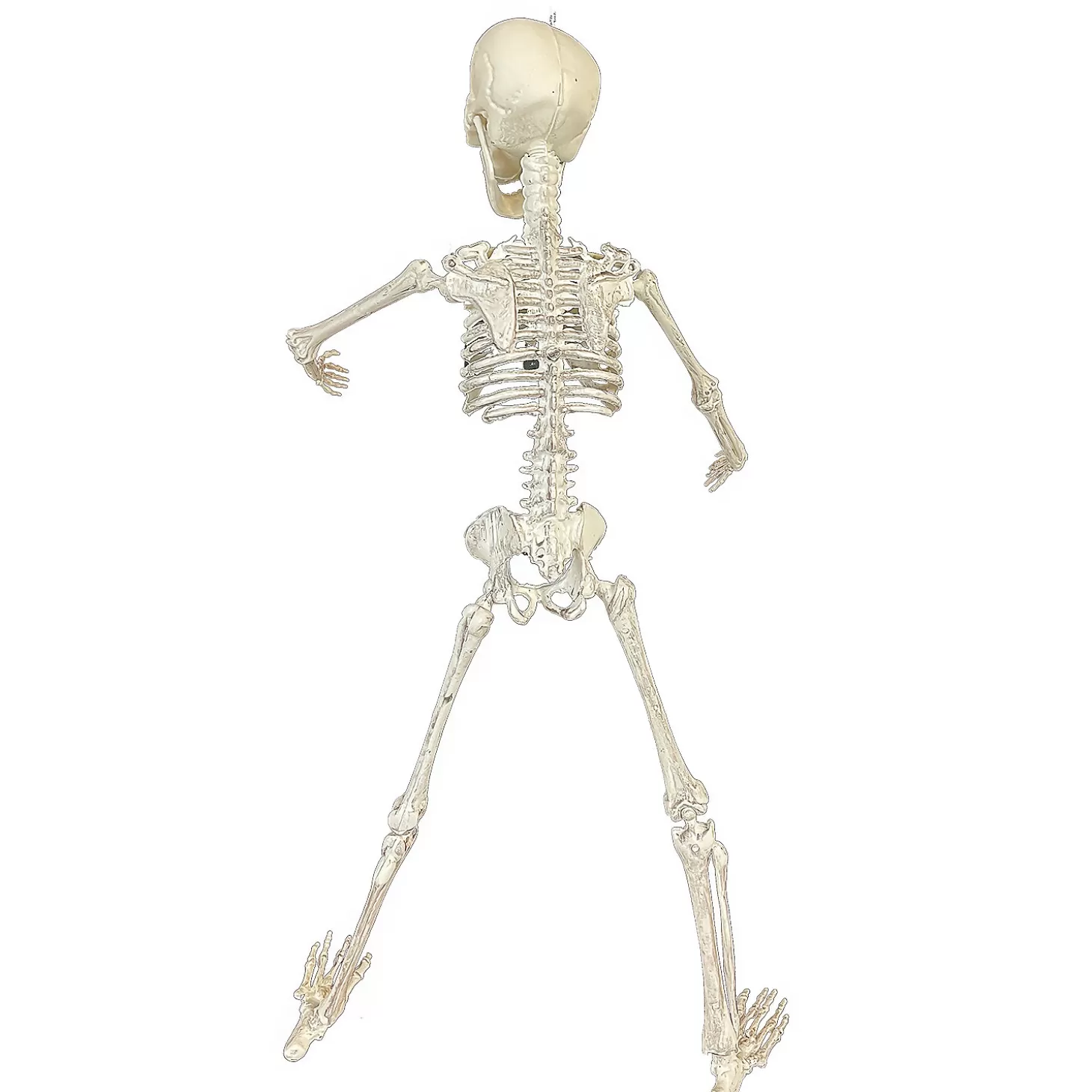 Online 19" Poseable Skeleton Decoration Skulls & Skeletons