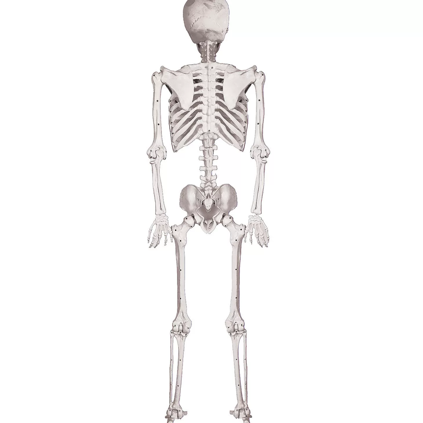 Flash Sale 5 Ft. Skeleton Pose & Hold Halloween Decoration Skulls & Skeletons