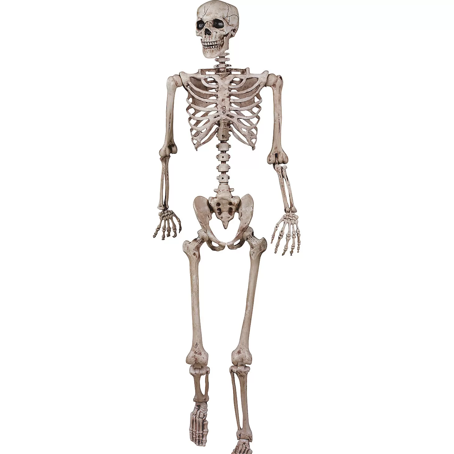 Flash Sale 62" Poseable Skeleton Decoration Skulls & Skeletons