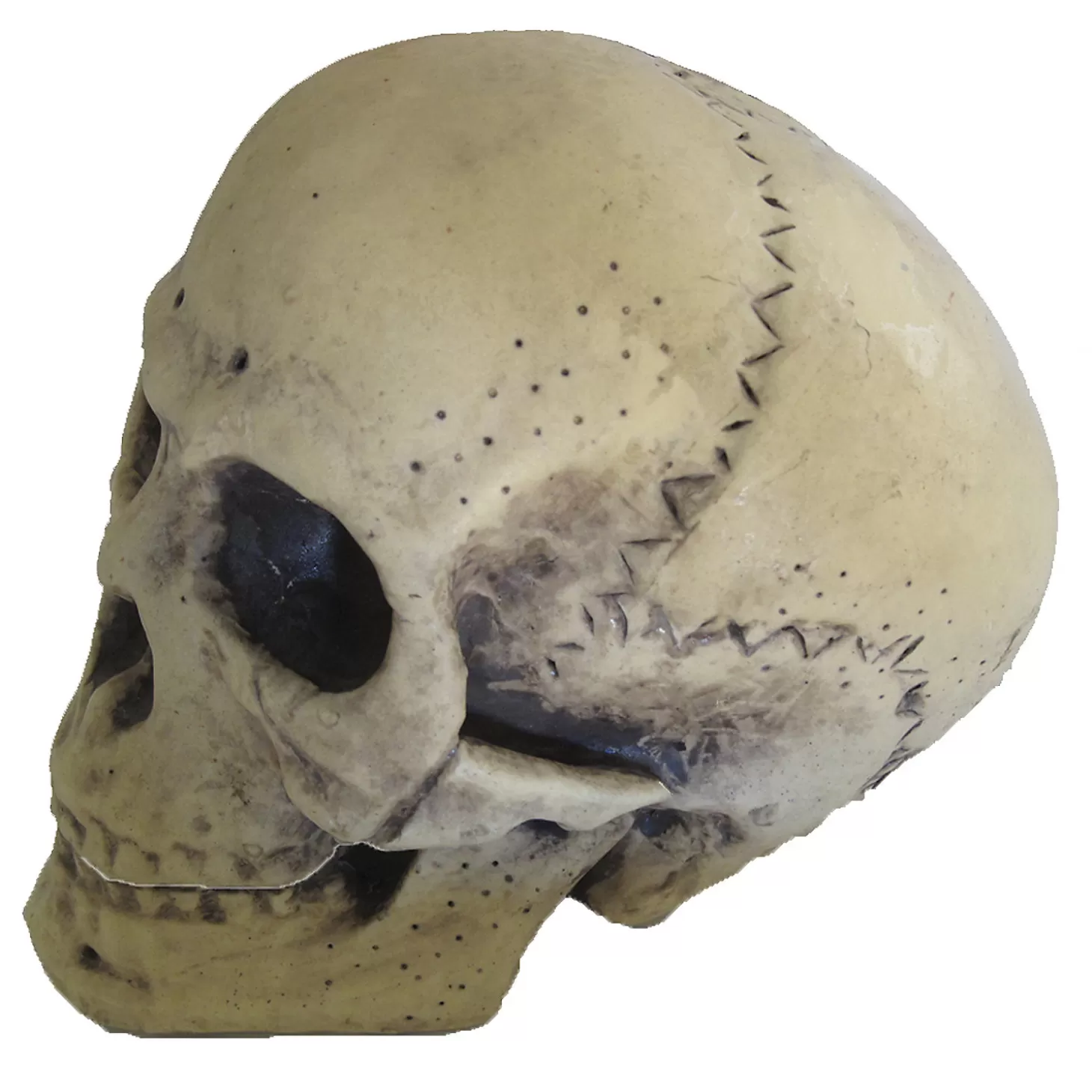 Best Sale 9.5" Foam Skull Decoration Skulls & Skeletons