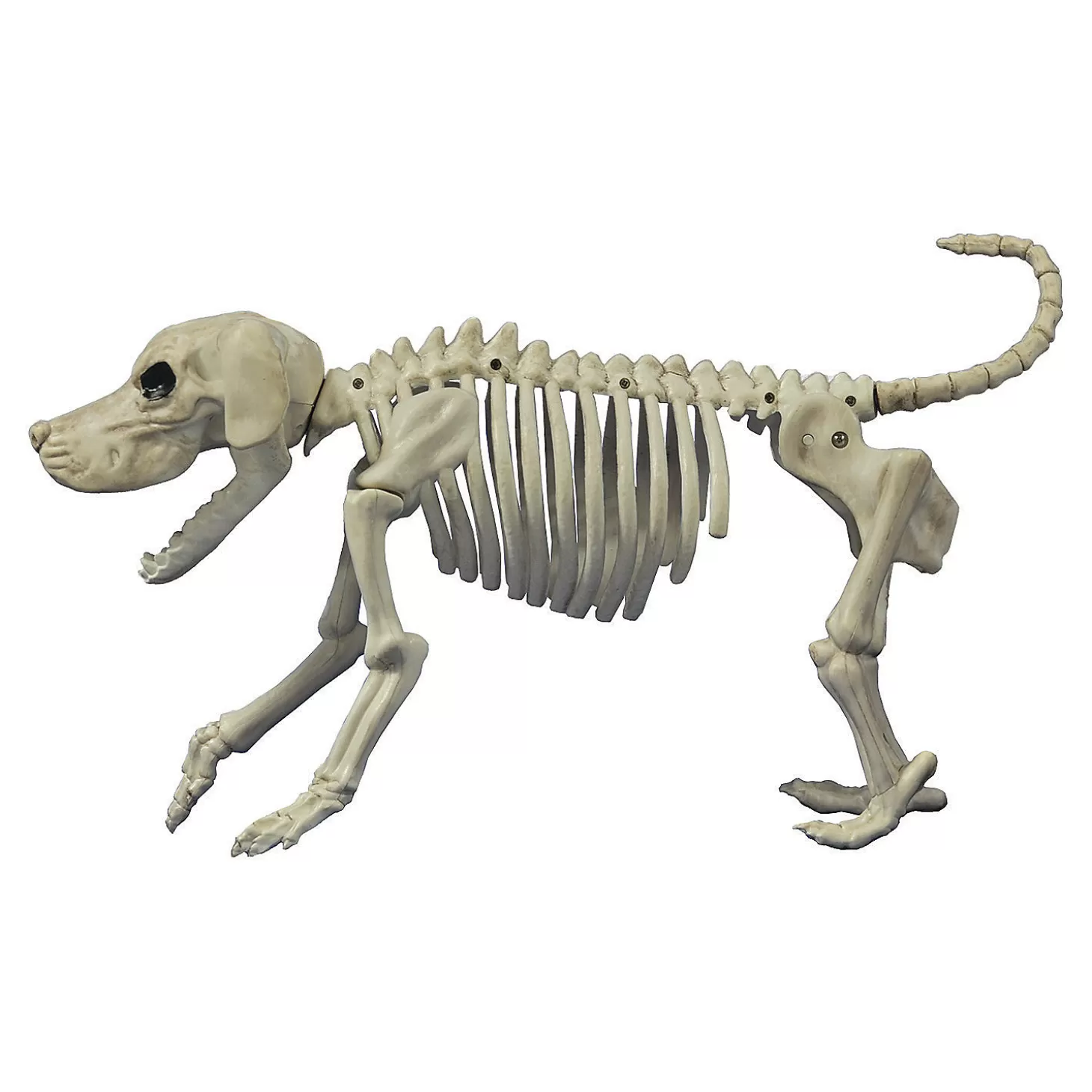 Cheap Beagle Bonez Dog Skeleton Halloween Decoration Skulls & Skeletons