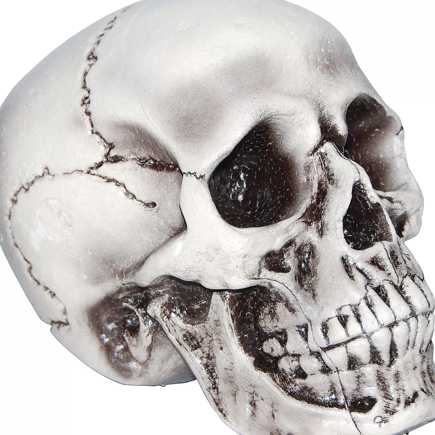 Shop Beige Skull Skulls & Skeletons