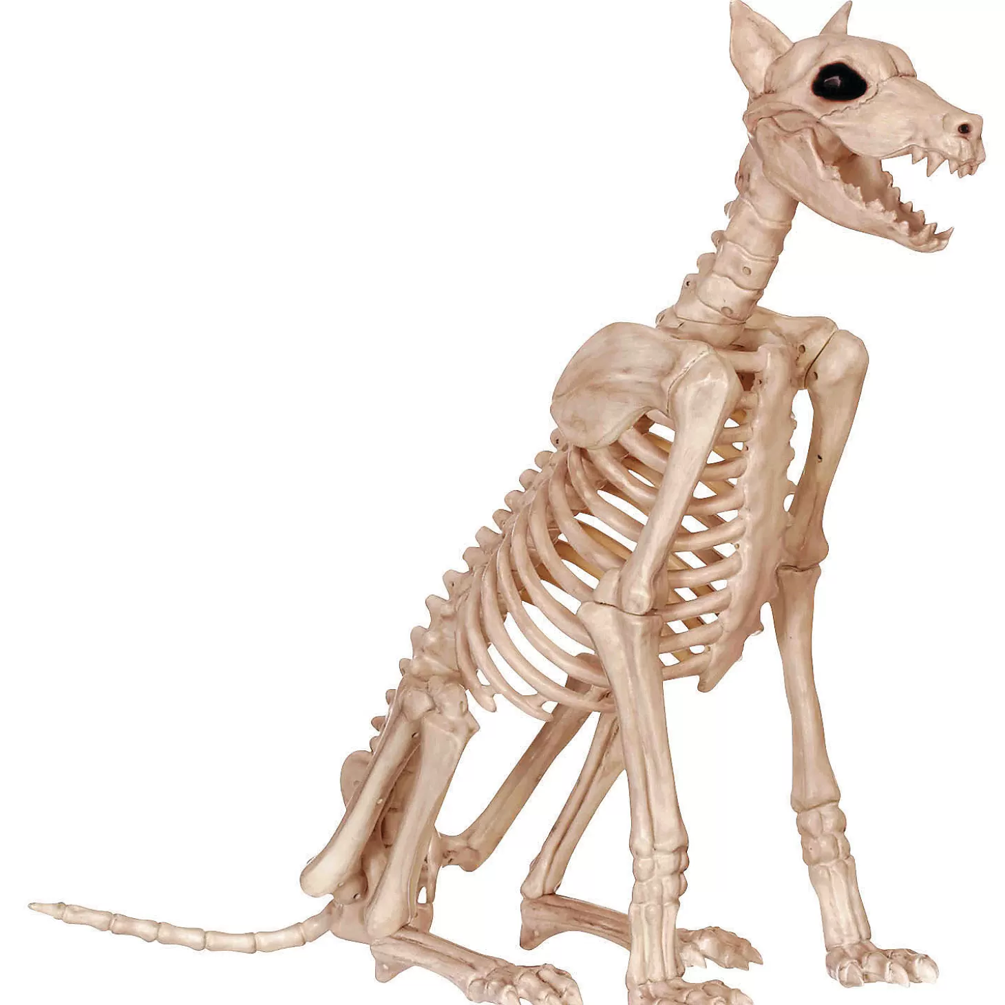 Outlet Doberman Skeleton Halloween Decor Skulls & Skeletons