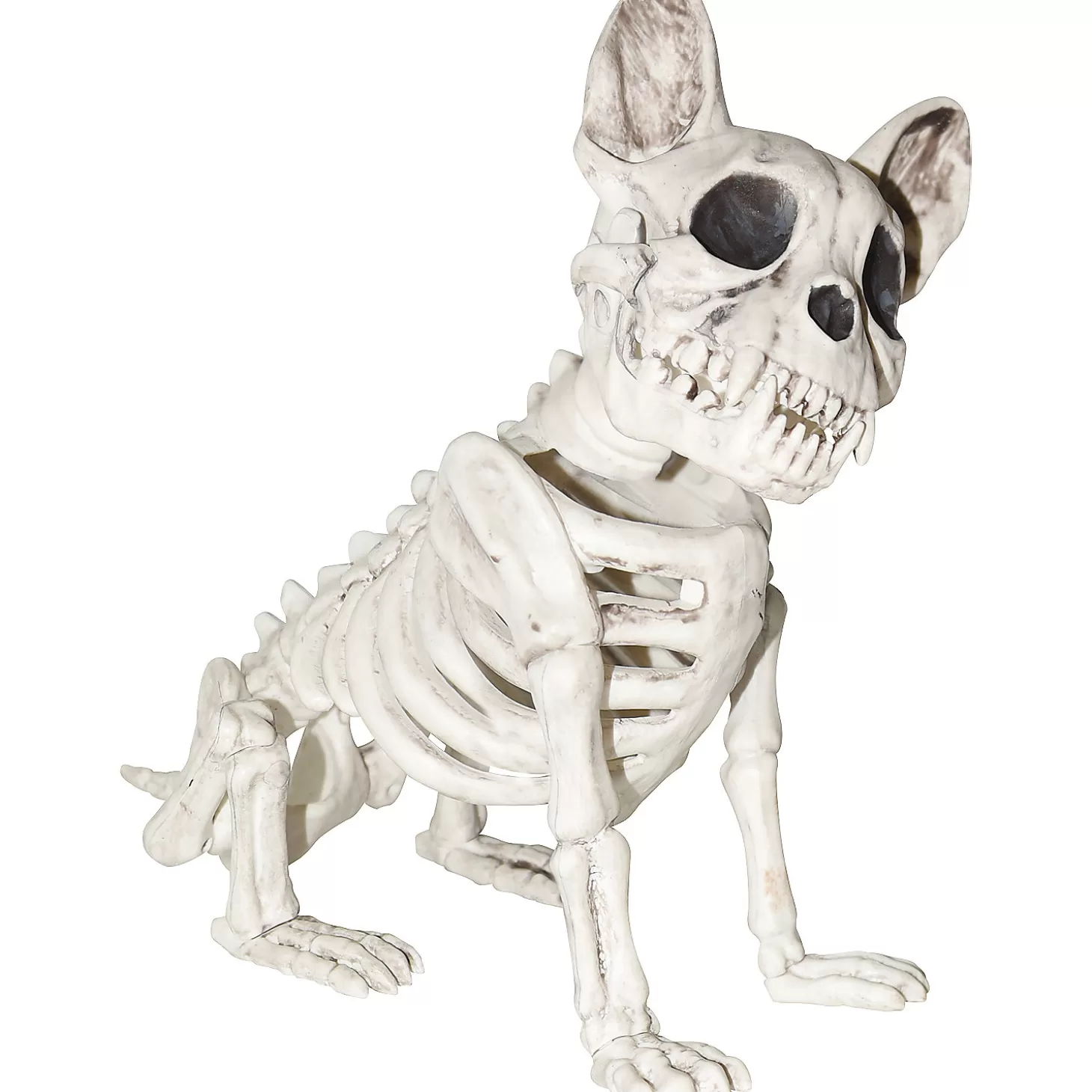 Shop Dog Skeleton Skulls & Skeletons