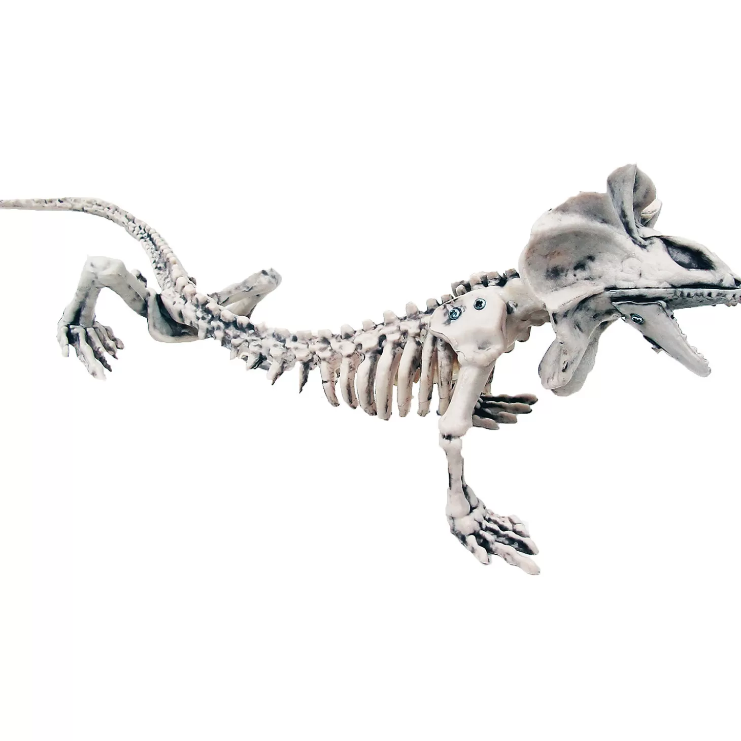 Flash Sale Lizard Skeleton Decoration Skulls & Skeletons