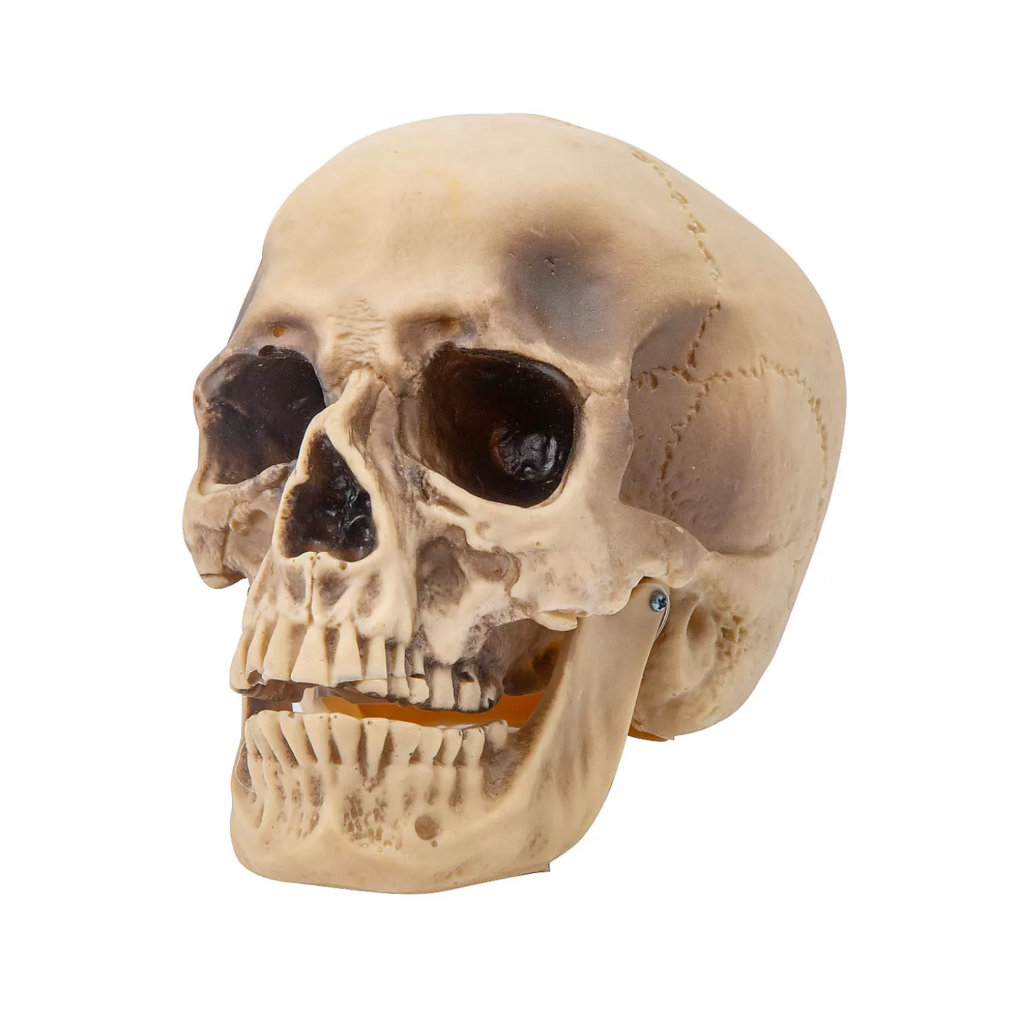 Discount Realistic Rotting Skull Halloween Decoration Skulls & Skeletons