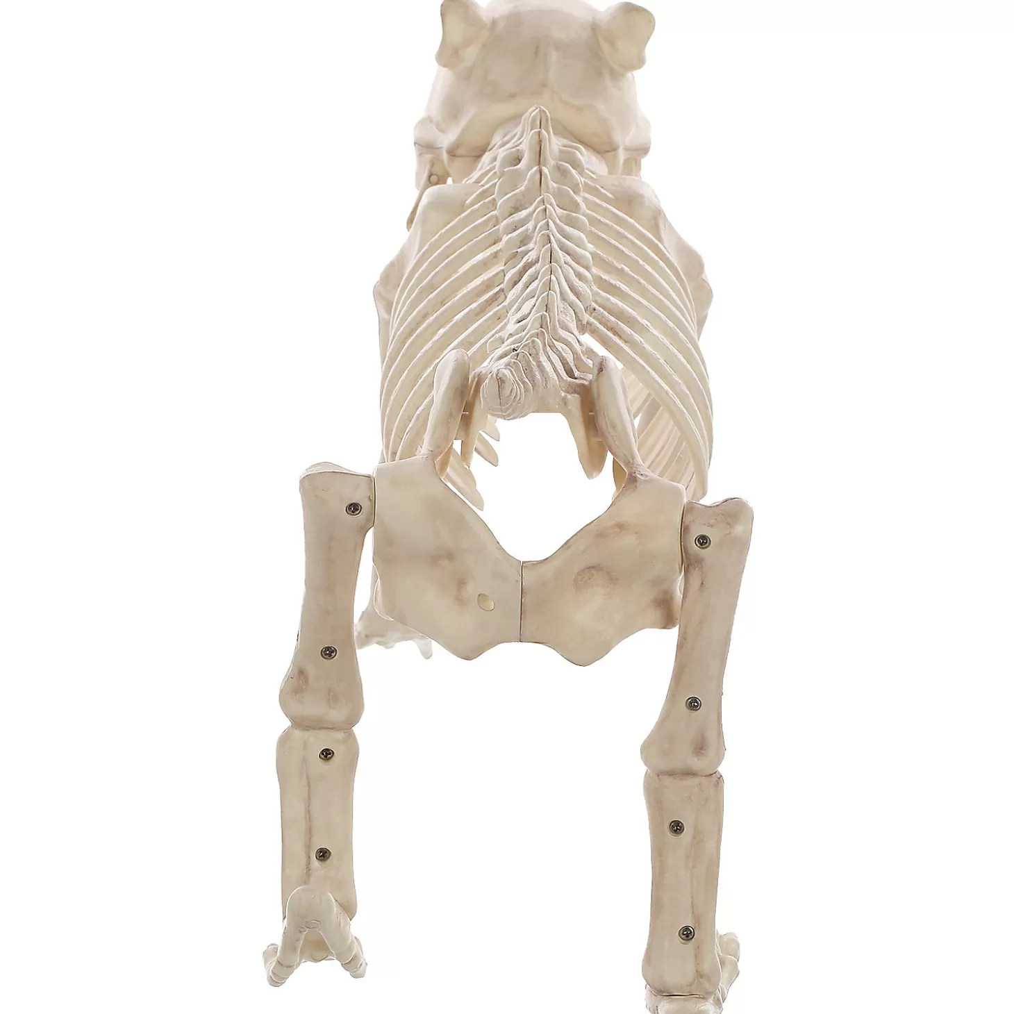 Store Skeleton Bones The Dog Prop Skulls & Skeletons