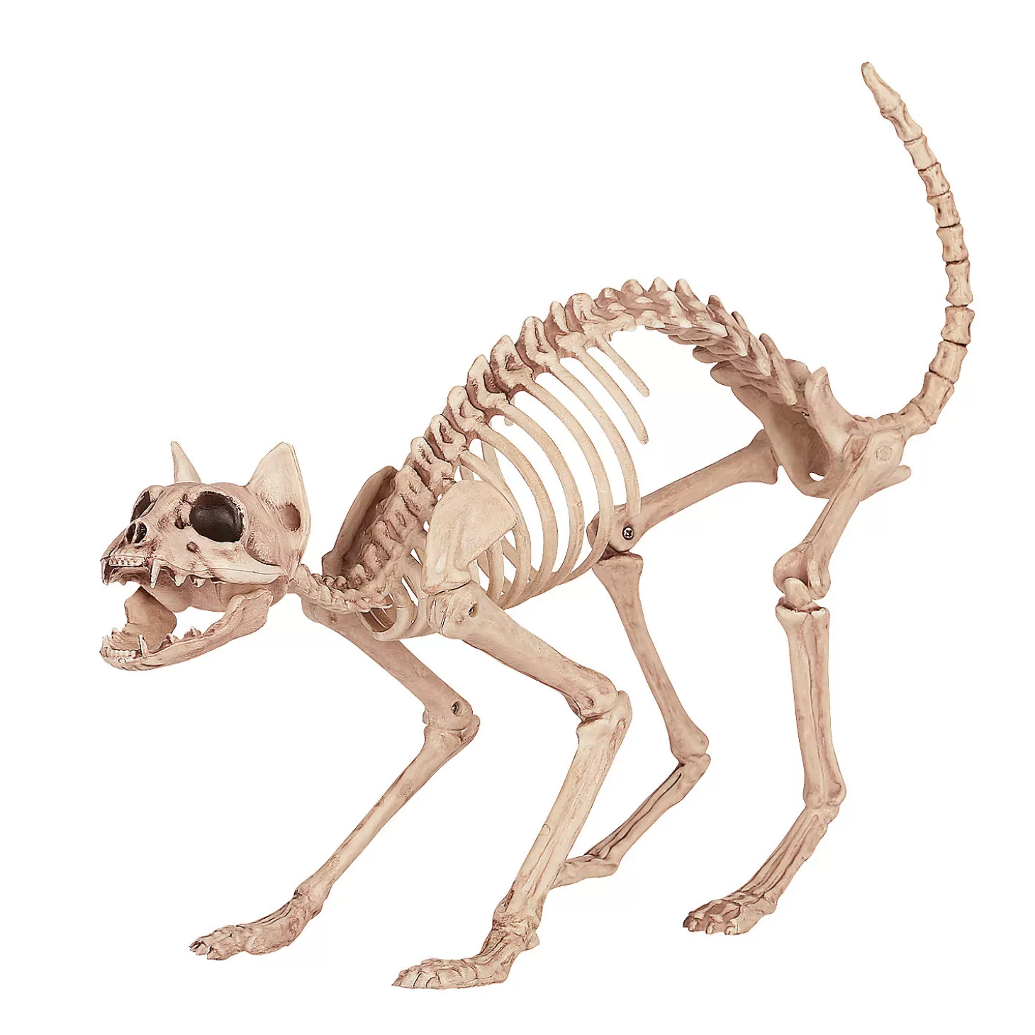 Shop Skeleton Cat Skulls & Skeletons