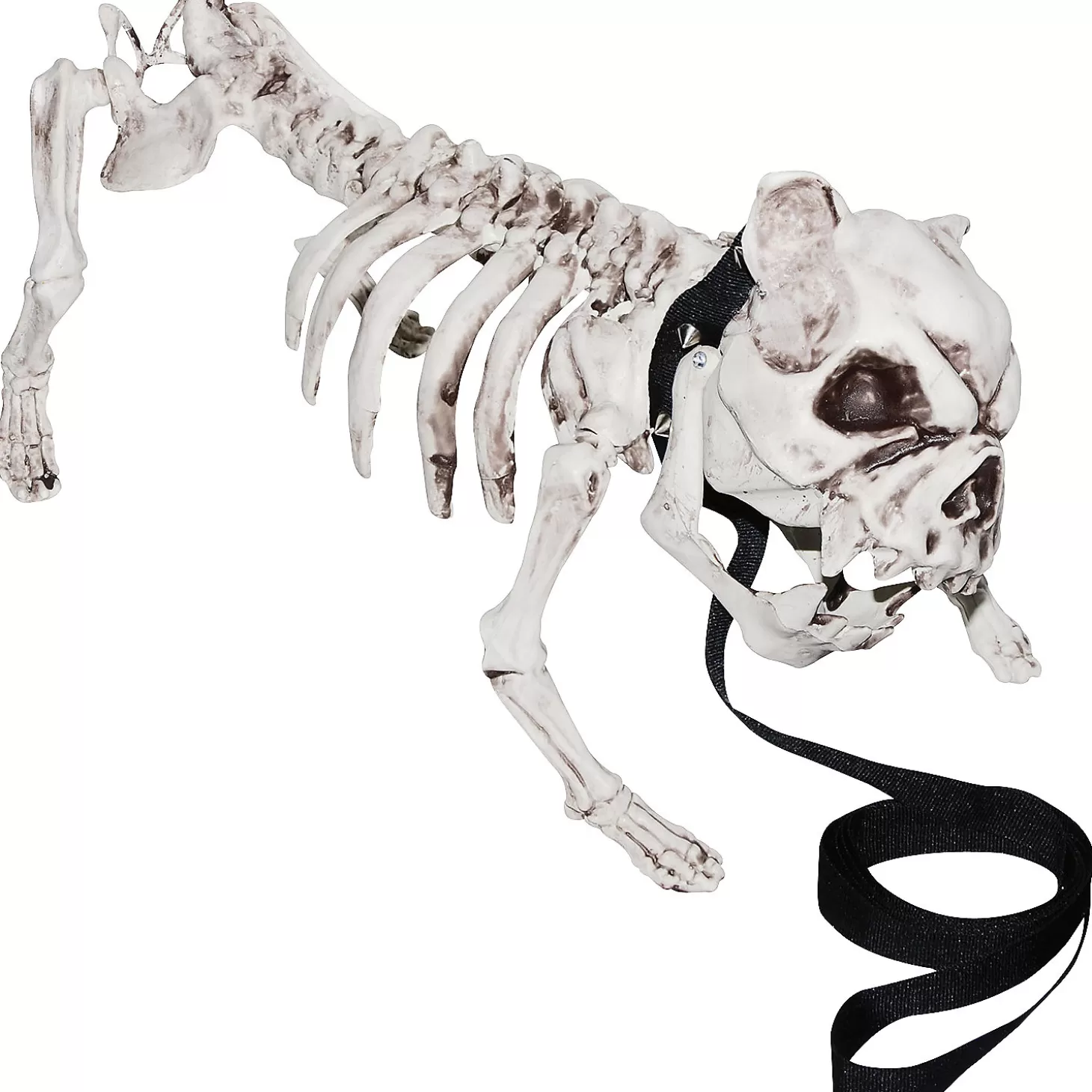 Cheap Skeleton Dog Skulls & Skeletons