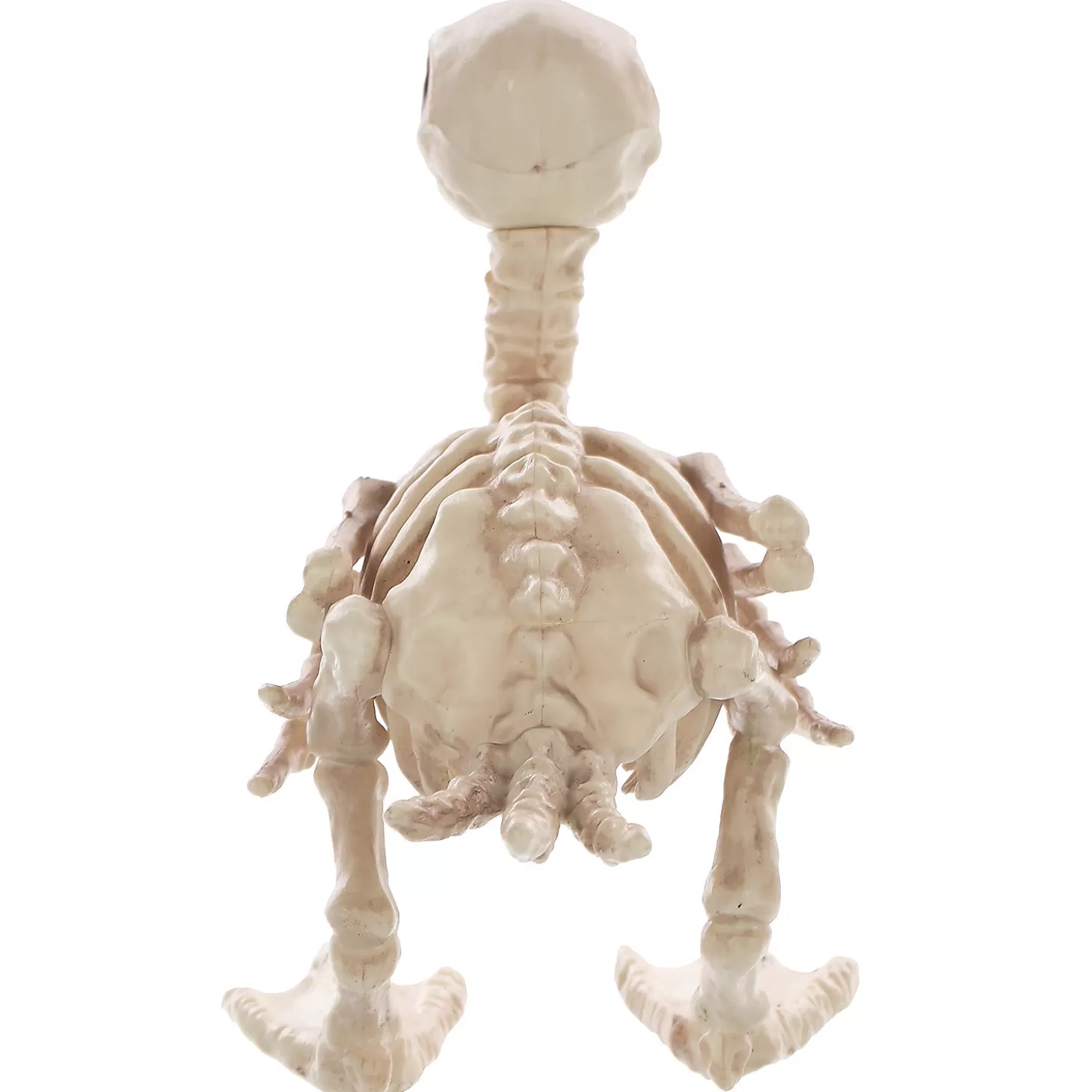 Clearance Skeleton Duck Decoration Skulls & Skeletons