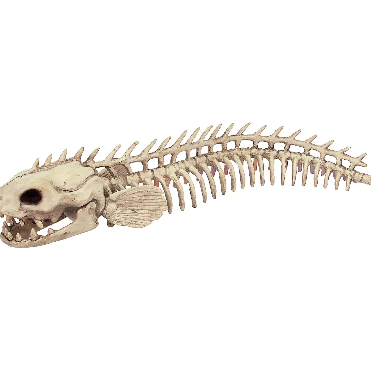 New Skeleton Eel Prop Skulls & Skeletons