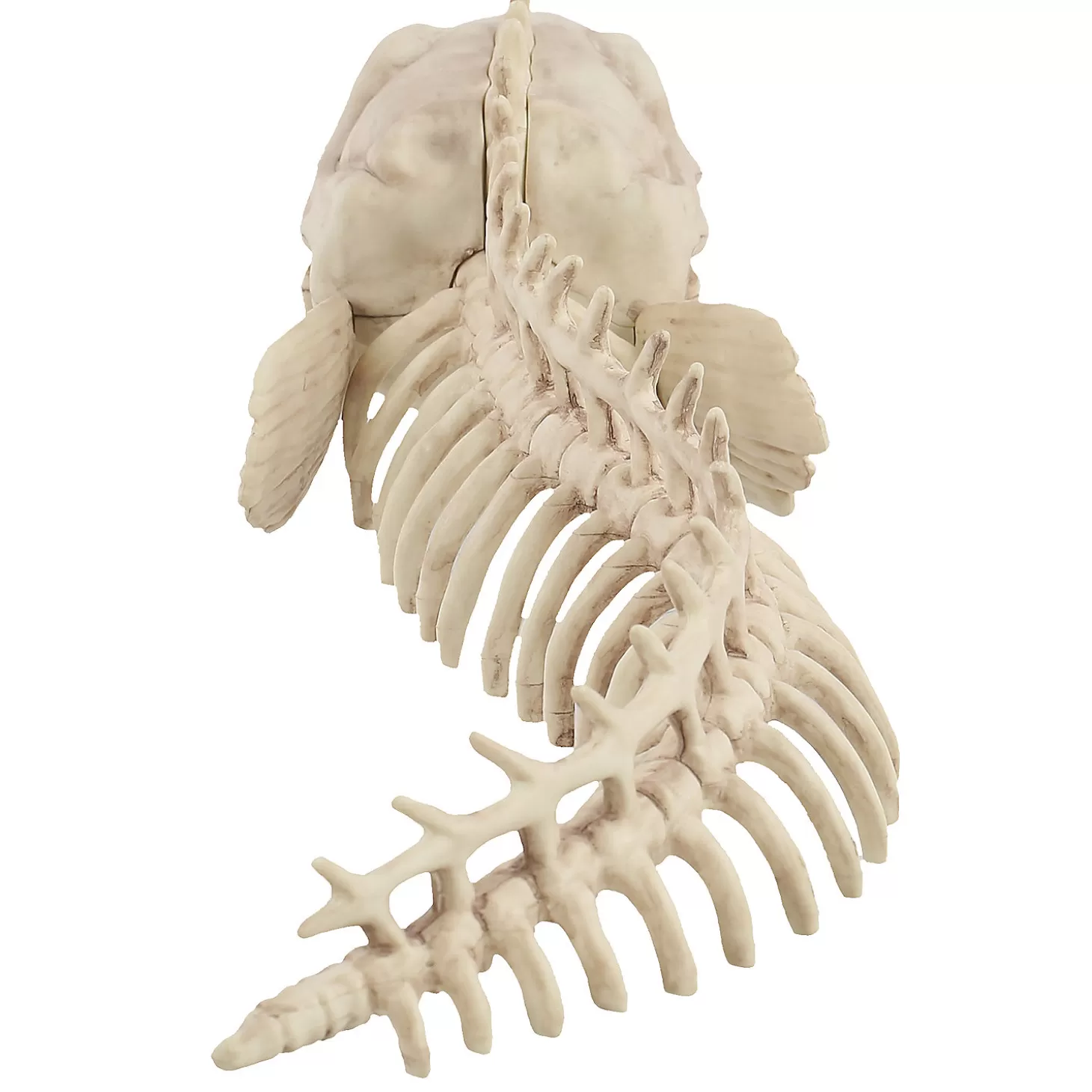 New Skeleton Eel Prop Skulls & Skeletons