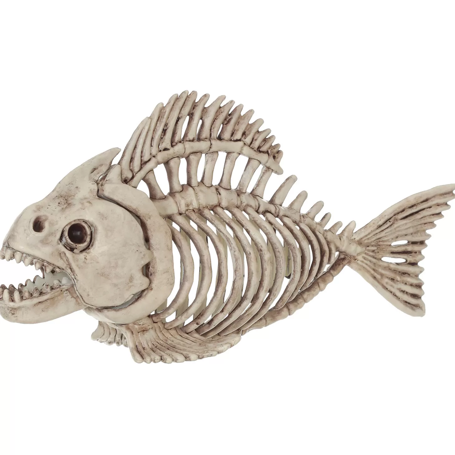 Store Skeleton Fish Skulls & Skeletons