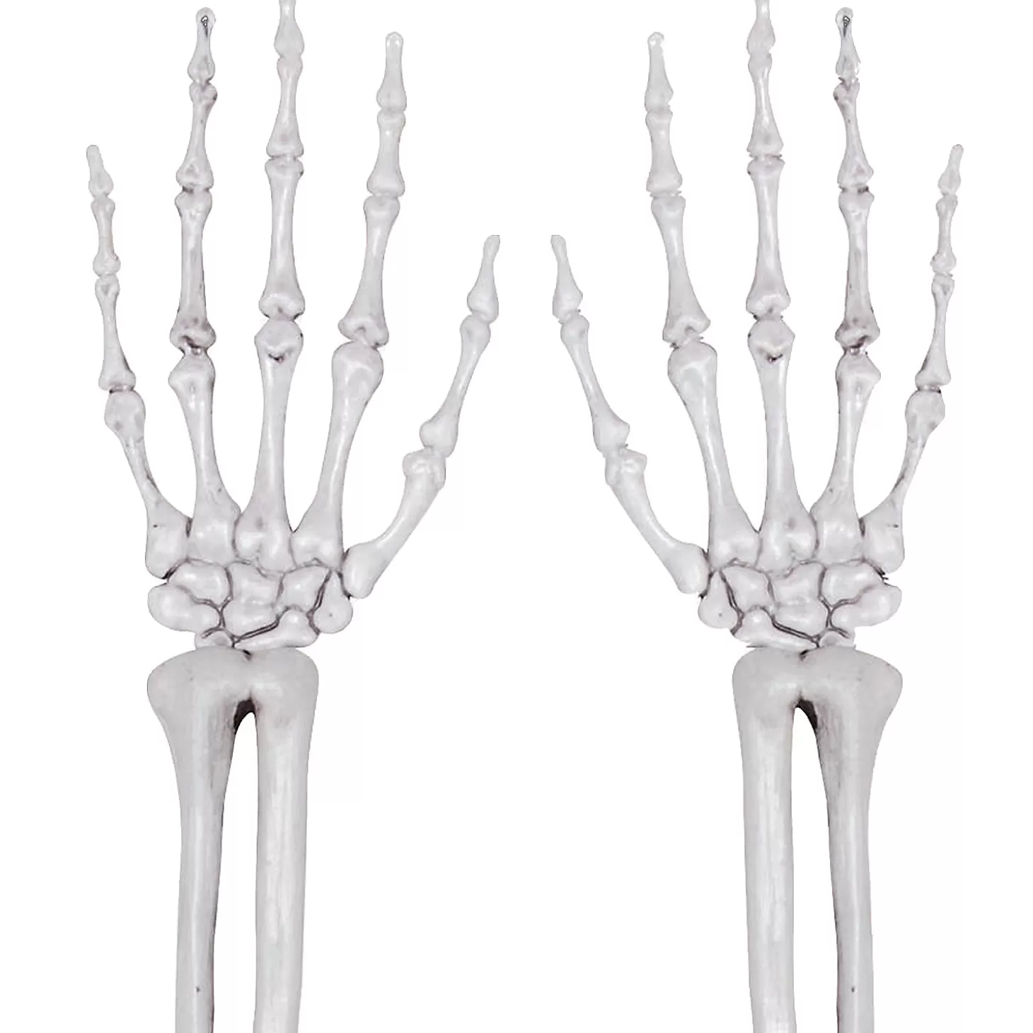 Flash Sale Skeleton Hands Skulls & Skeletons