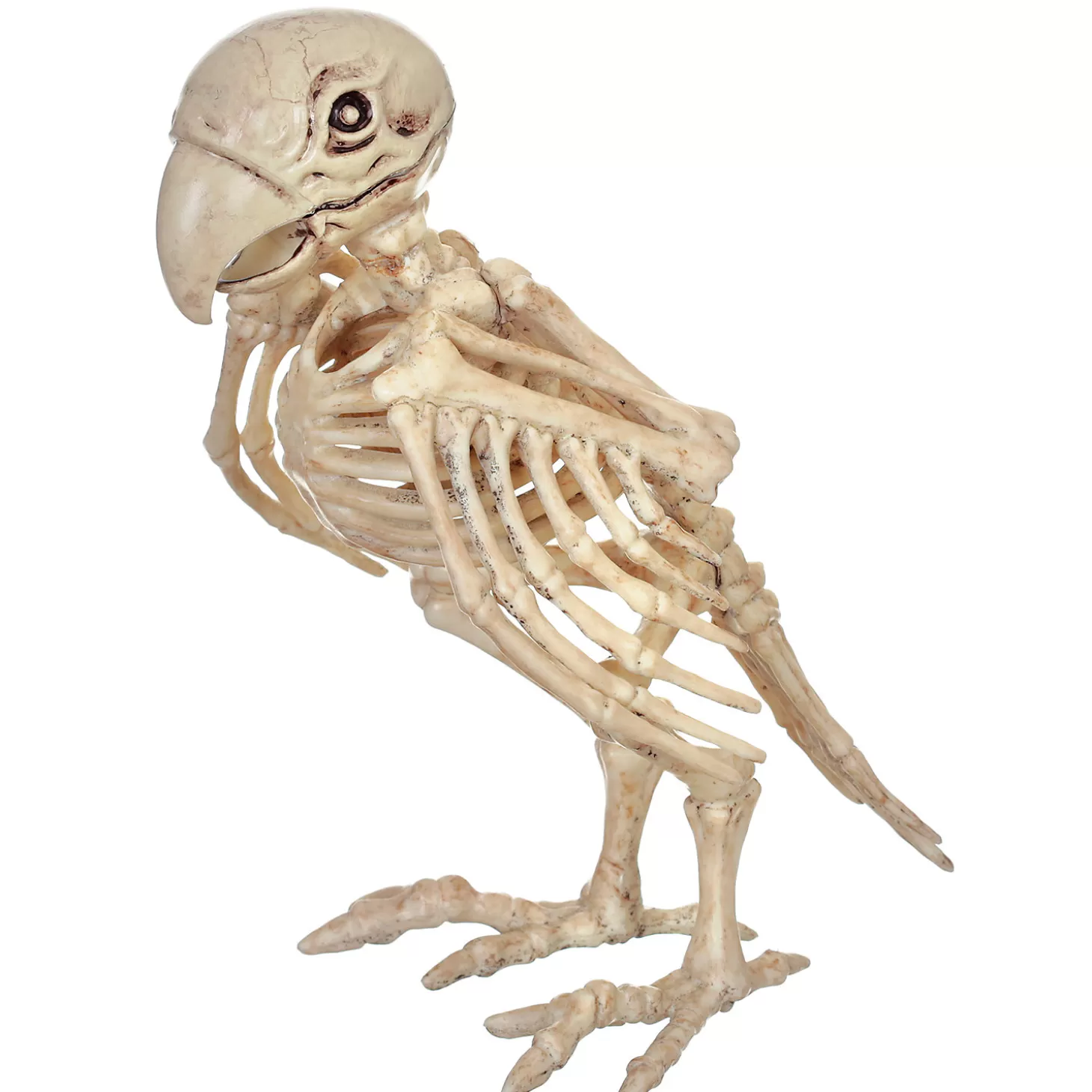 Store Skeleton Parrot Prop Skulls & Skeletons