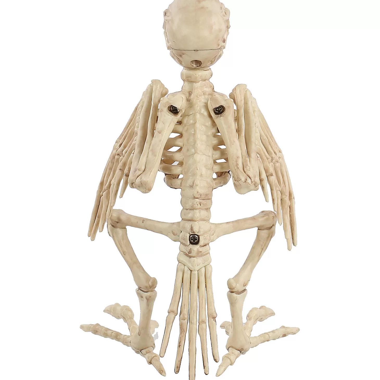 Store Skeleton Parrot Prop Skulls & Skeletons