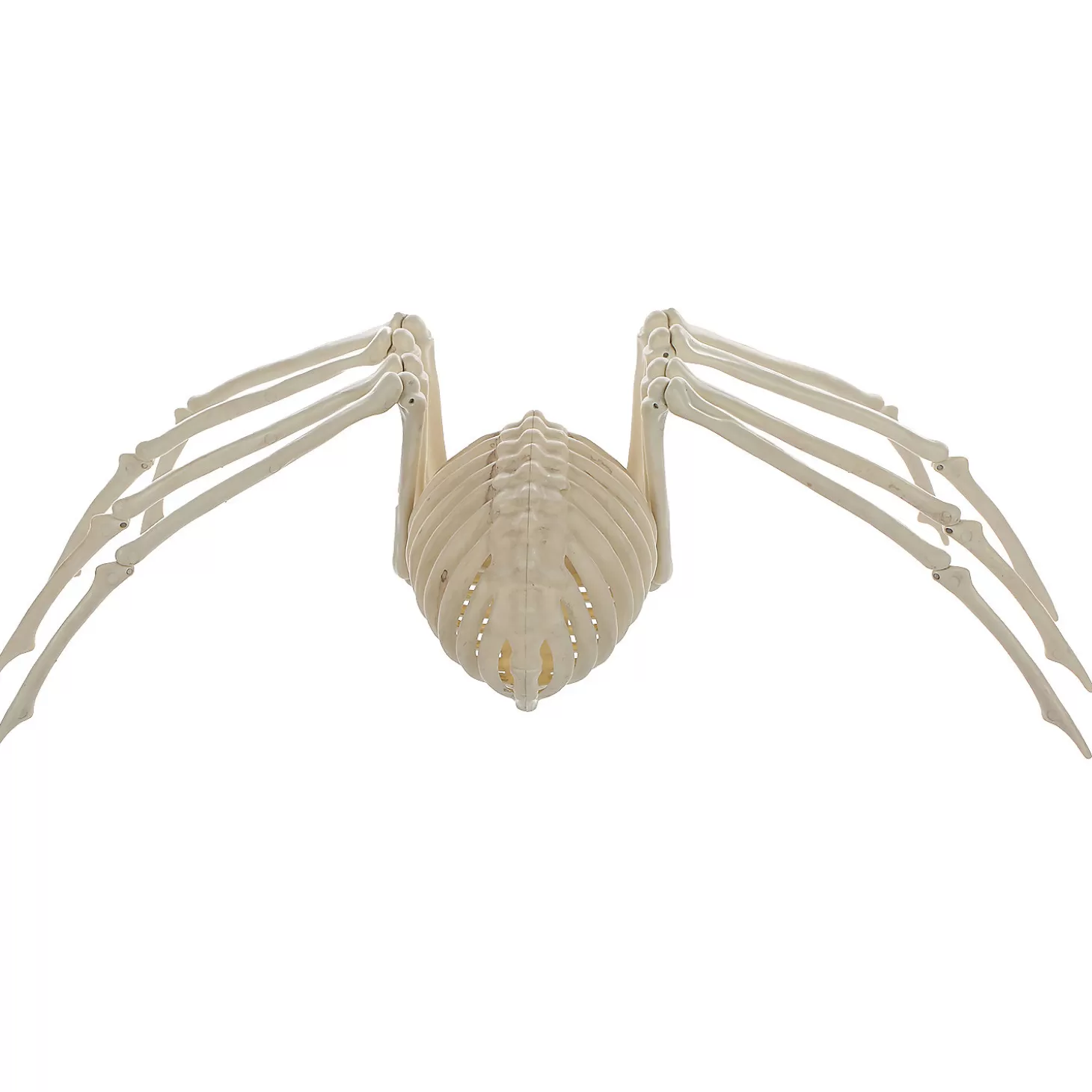 Sale Skeleton Spider Prop Skulls & Skeletons