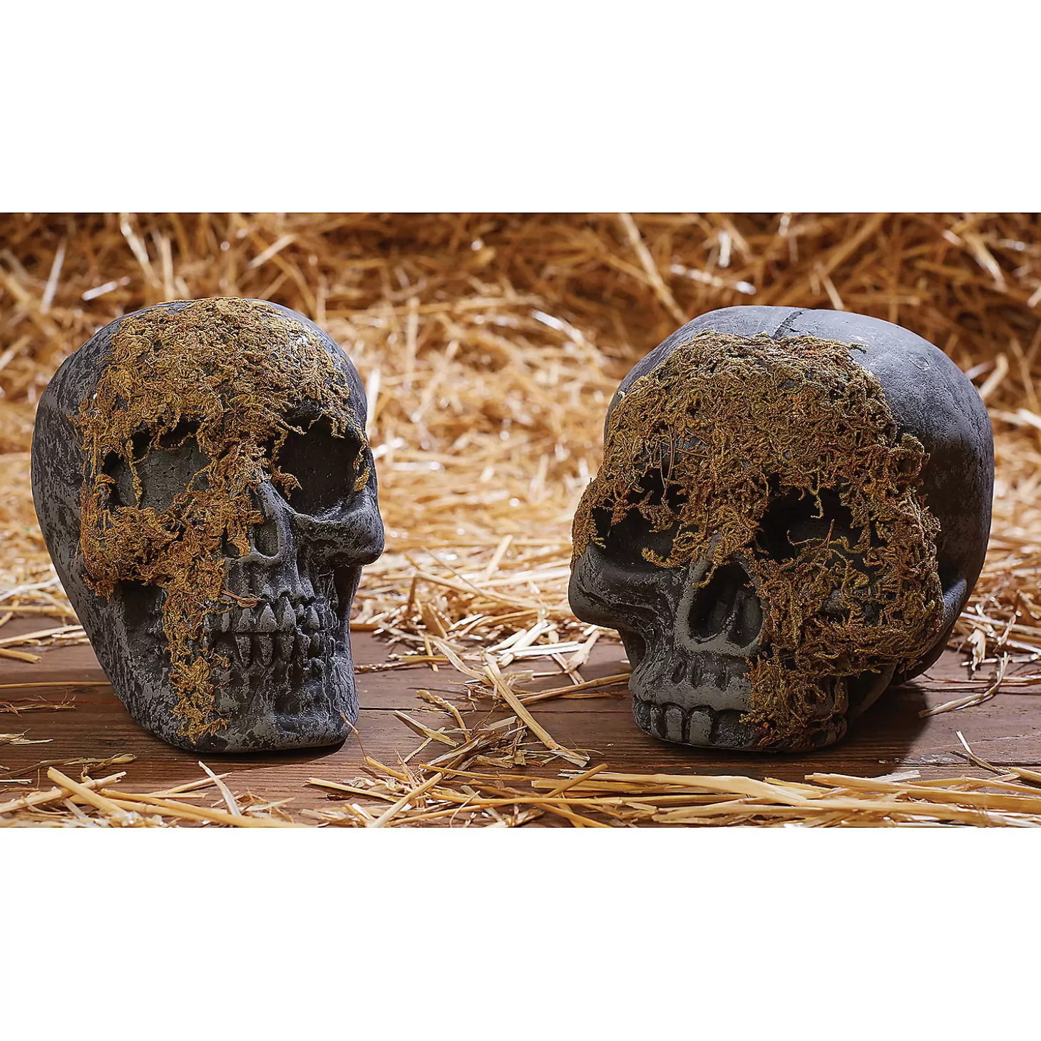 New Skull Moss Covered No Jaw Skulls & Skeletons