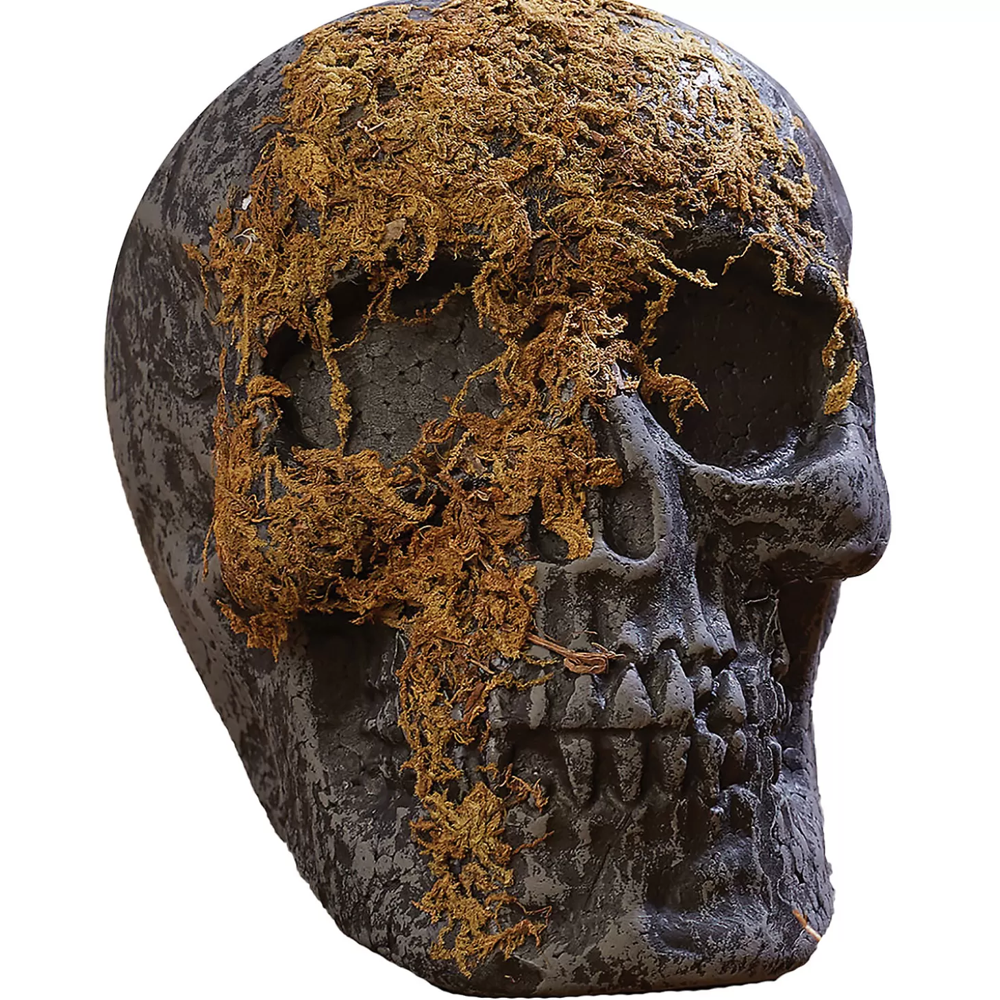 Clearance Skull Moss Covered With Jaw Skulls & Skeletons