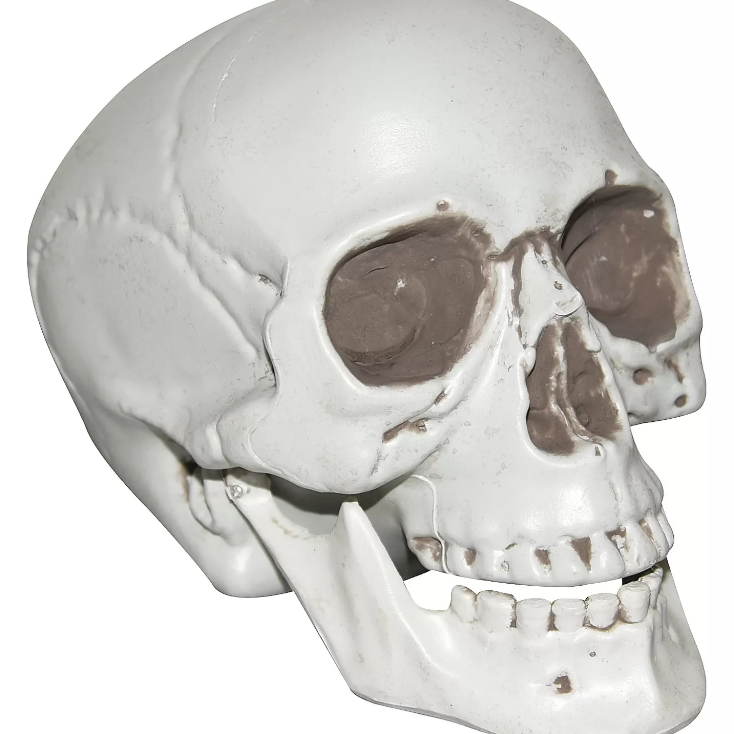 New Skull With Moveable Jaw Halloween Decoration Skulls & Skeletons