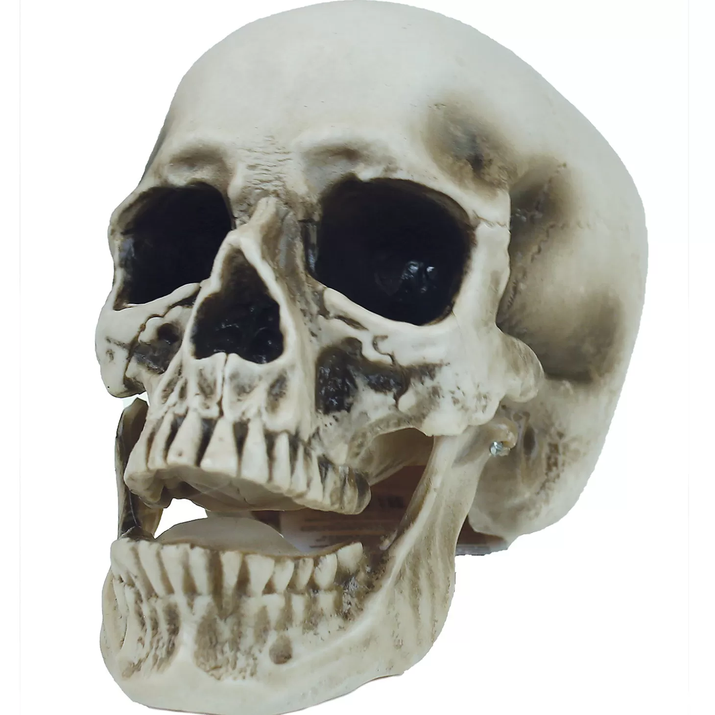 Sale Vinyl Skull Decoration Skulls & Skeletons