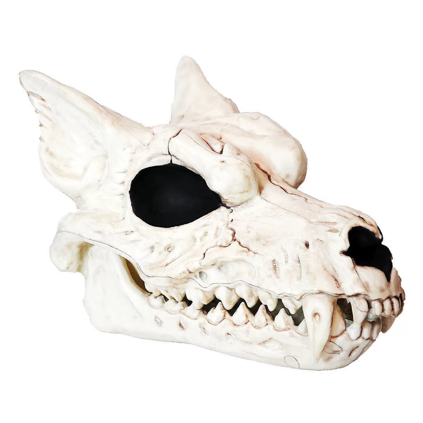 Outlet Werewolf Skull Halloween Decoration Skulls & Skeletons